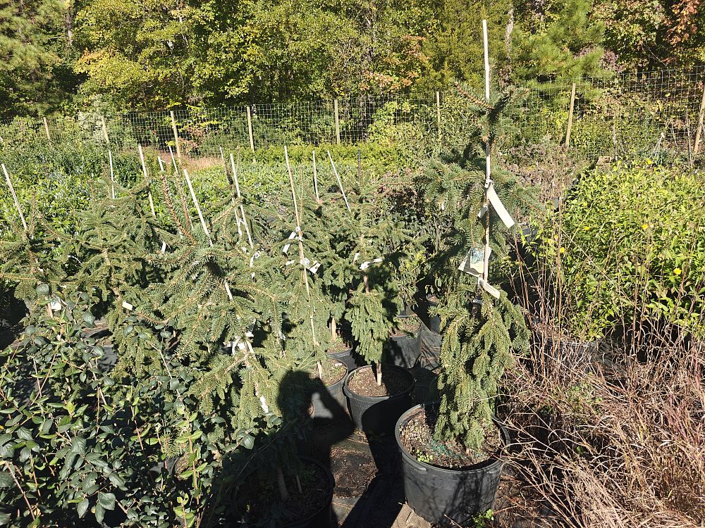 picea-abies-pendula-weeping-norway-spruce
