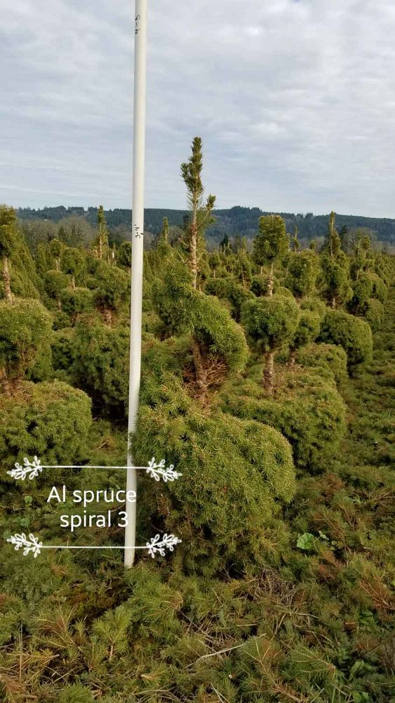 picea-glauca-conica-topiary-spiral-white-spruce-dwarf-alberta-spruce