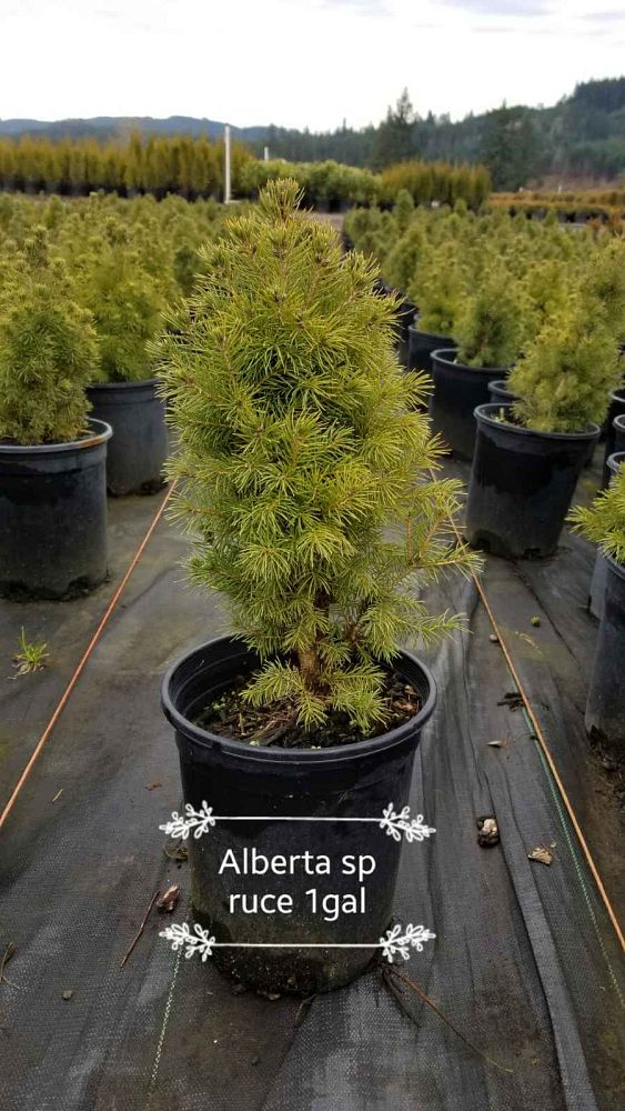 picea-glauca-conica-white-spruce-dwarf-alberta-spruce