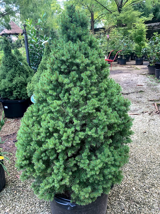 picea-glauca-conica-white-spruce-dwarf-alberta-spruce