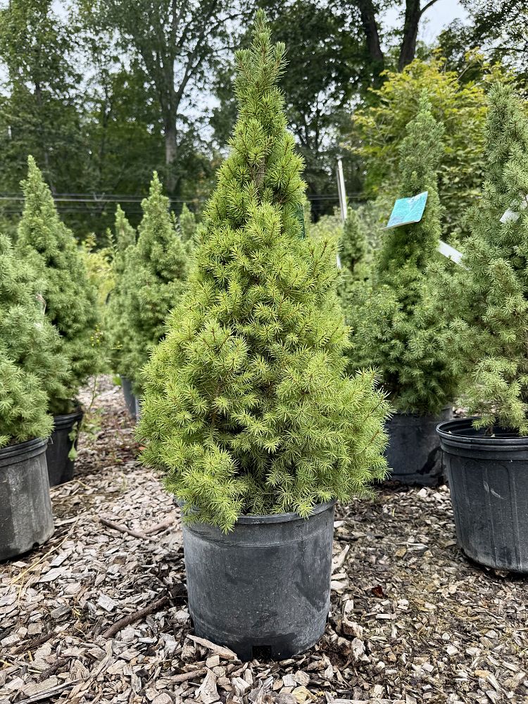 picea-glauca-conica-white-spruce-dwarf-alberta-spruce