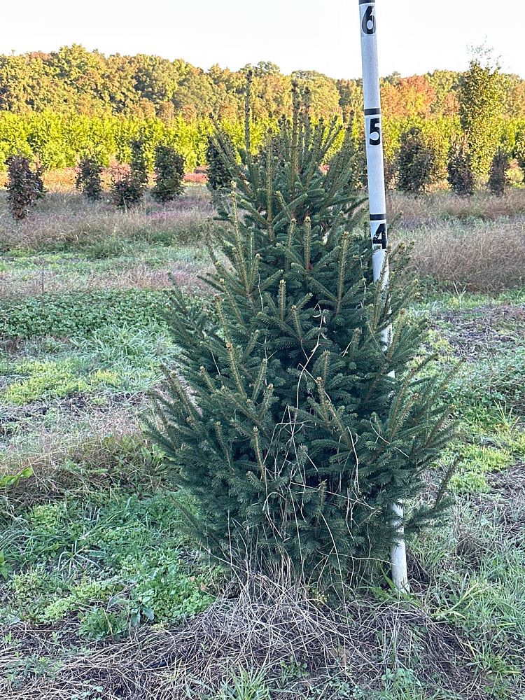 picea-glauca-white-spruce