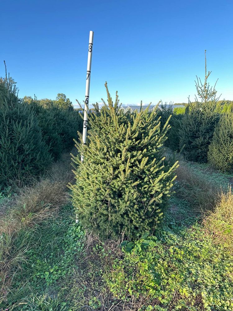 picea-glauca-white-spruce