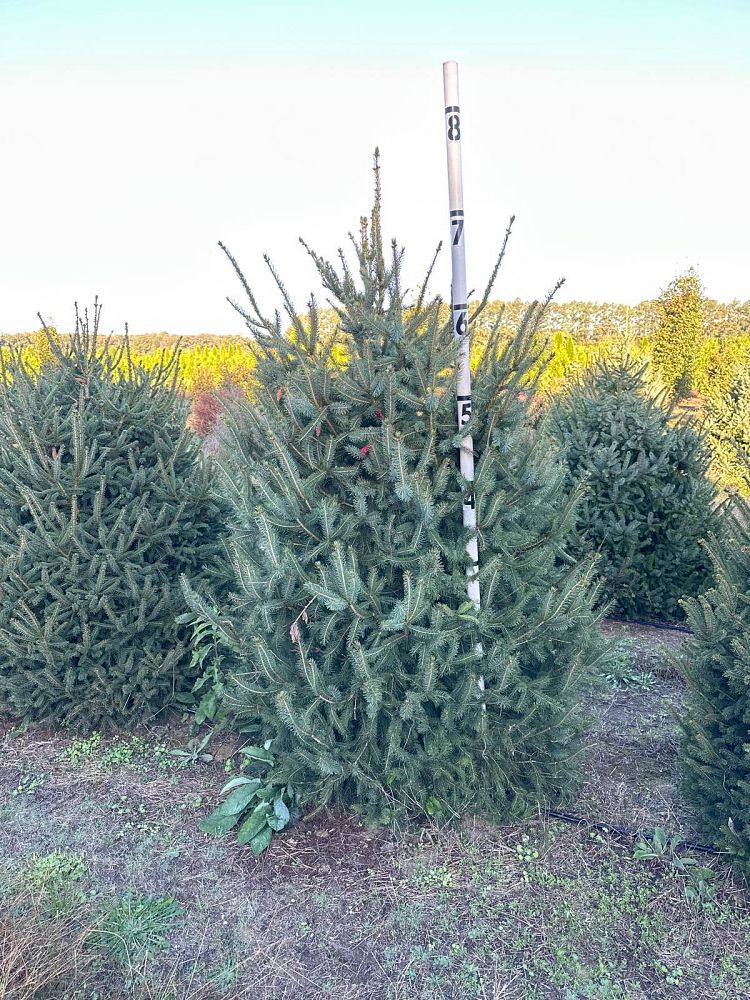 picea-glauca-white-spruce
