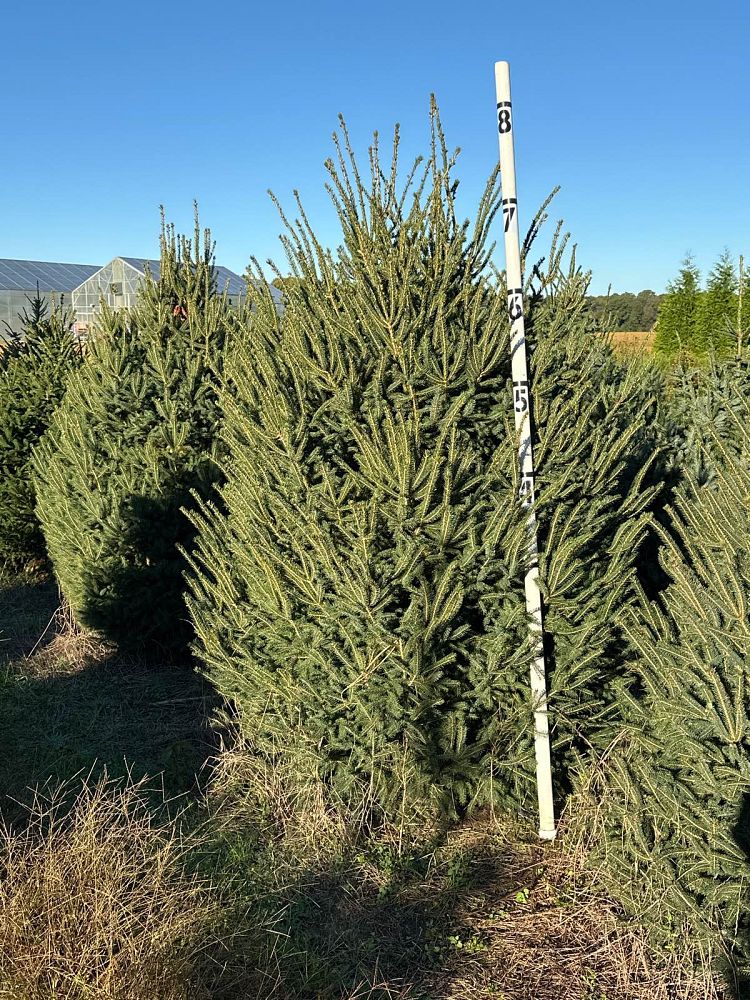 picea-glauca-white-spruce