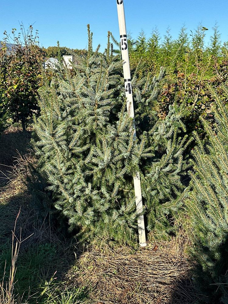 picea-omorika-serbian-spruce