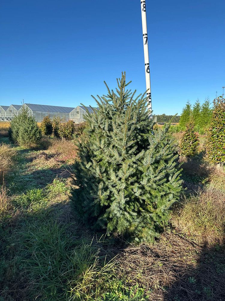 picea-omorika-serbian-spruce