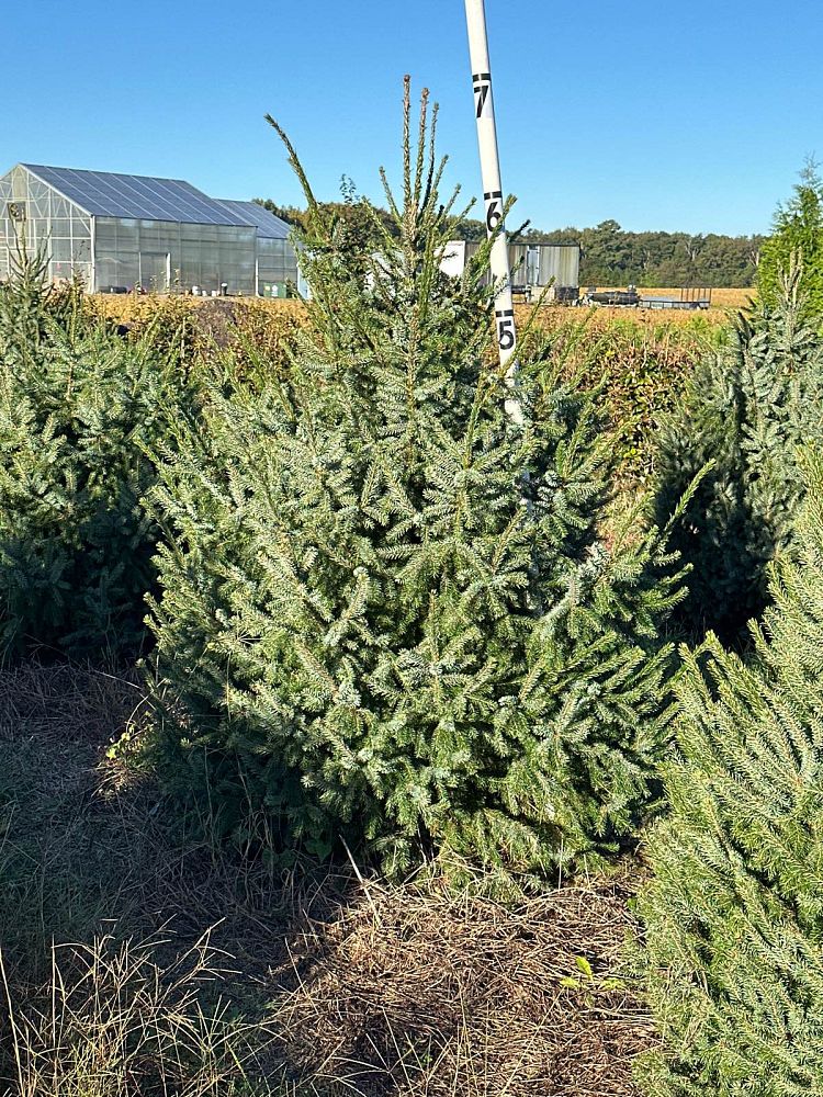 picea-omorika-serbian-spruce
