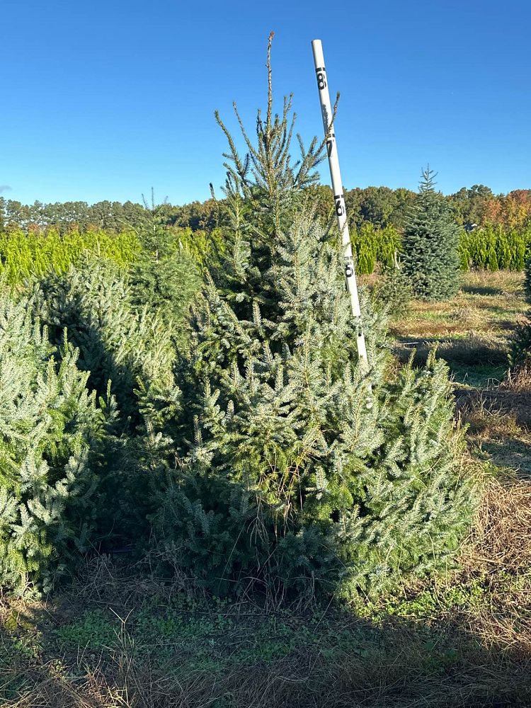 picea-omorika-serbian-spruce