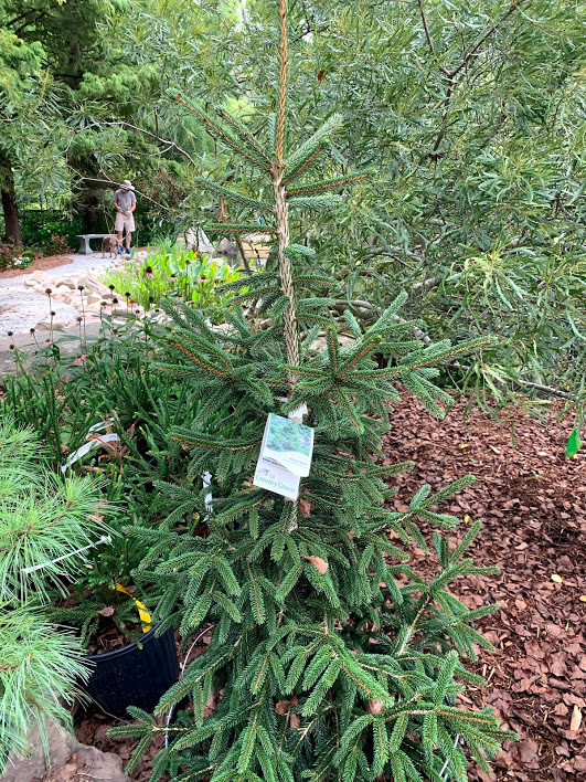 picea-orientalis-atrovirens-oriental-spruce-caucasian-spruce
