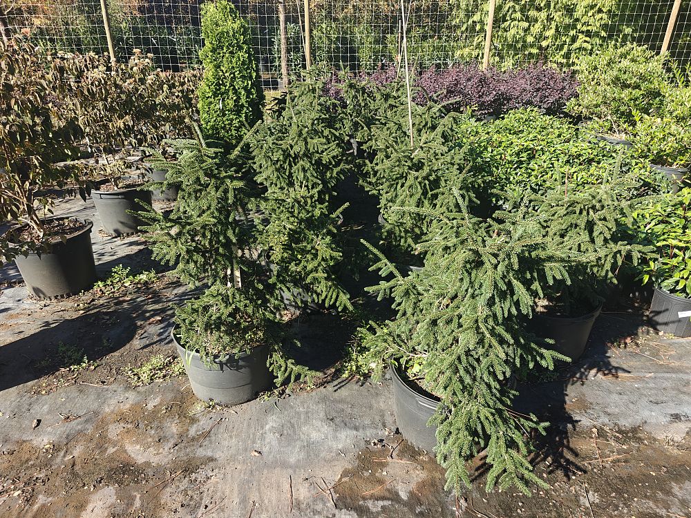 picea-orientalis-aureospicata-oriental-spruce-caucasian-spruce