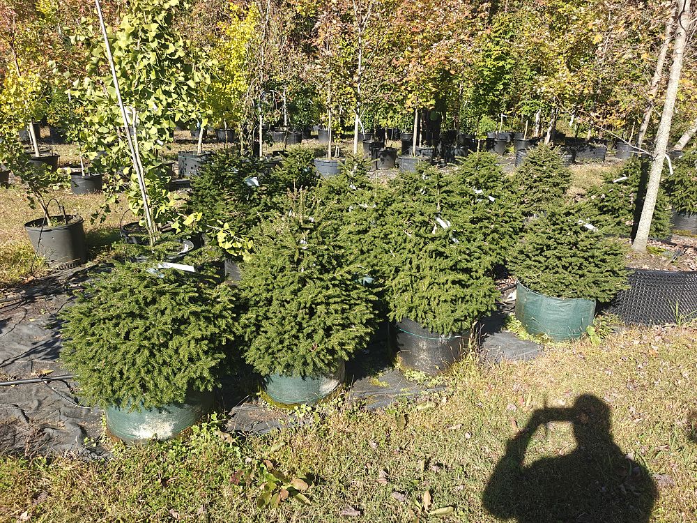 picea-orientalis-oriental-spruce