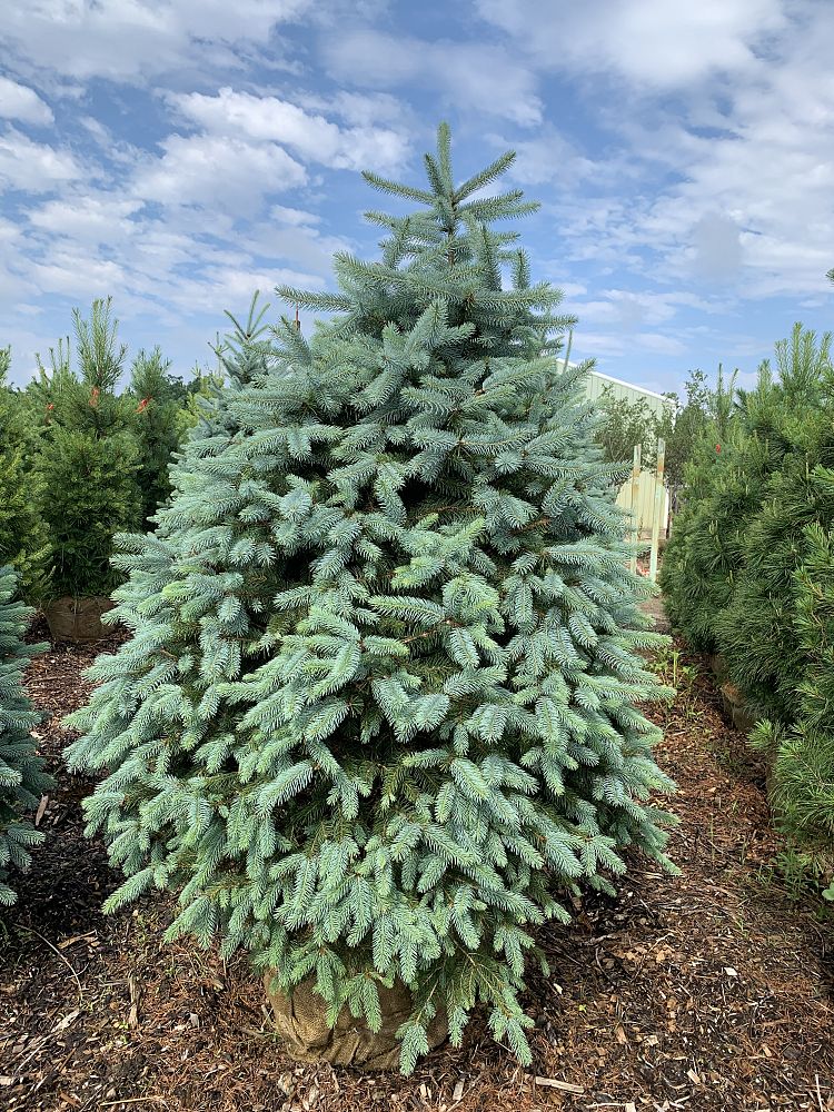picea-pungens-blue-colorado-spruce