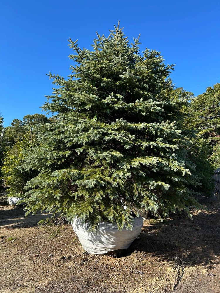 picea-pungens-blue-colorado-spruce