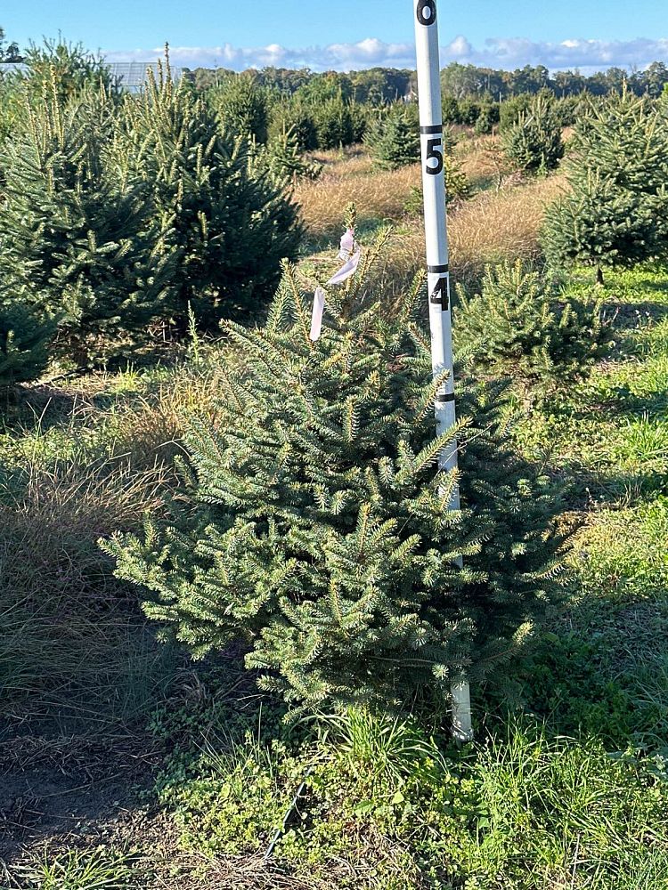 picea-pungens-glauca-blue-colorado-spruce