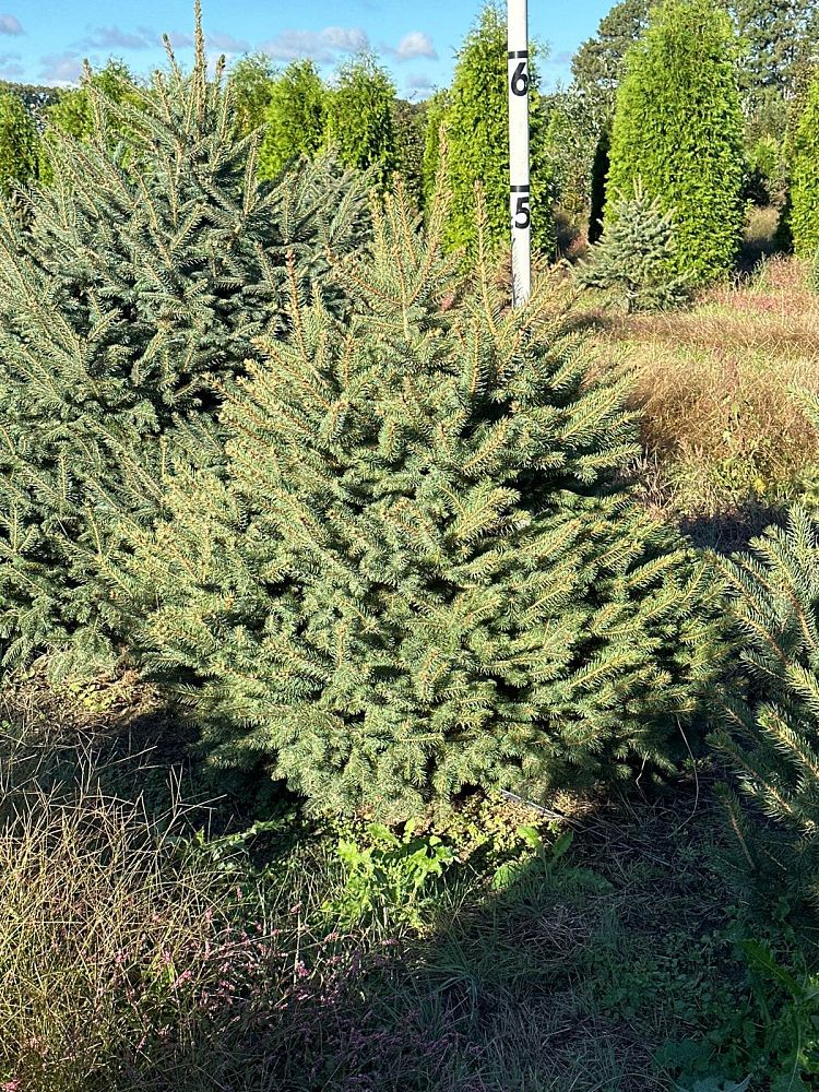 picea-pungens-glauca-blue-colorado-spruce