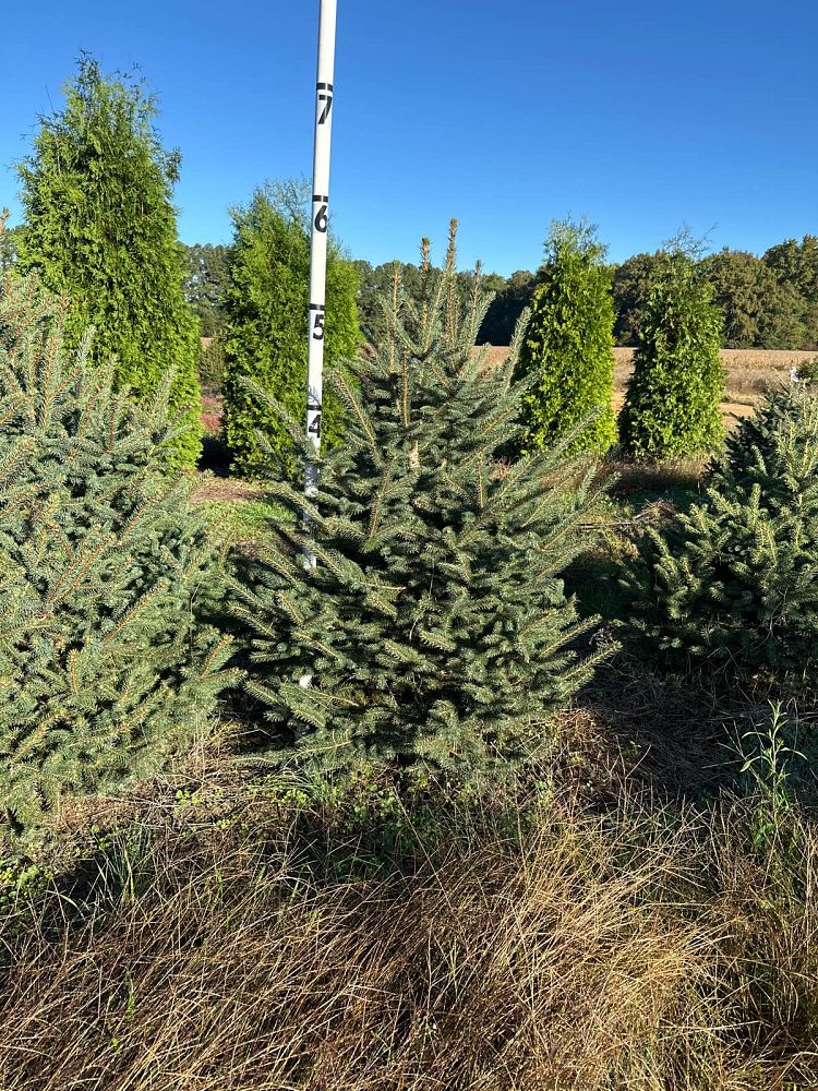 picea-pungens-glauca-blue-colorado-spruce