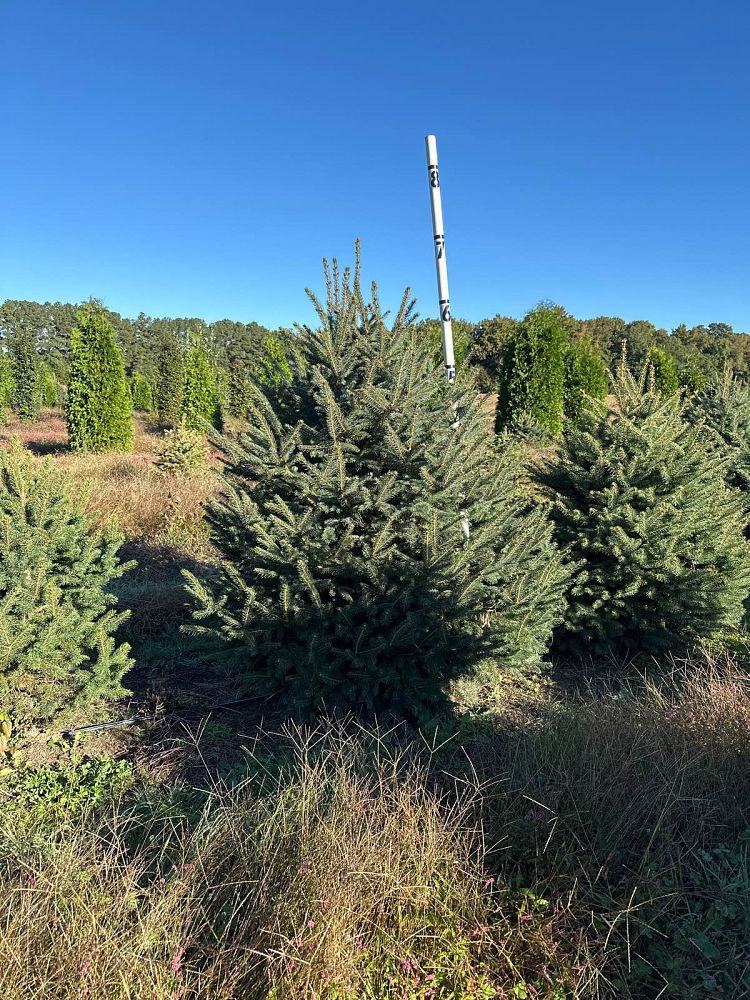 picea-pungens-glauca-blue-colorado-spruce