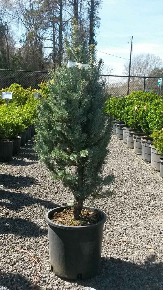 picea-pungens-glauca-fastigiata-blue-colorado-spruce
