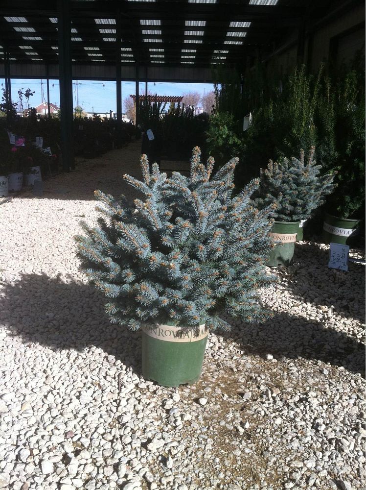 picea-pungens-glauca-globosa-blue-colorado-spruce