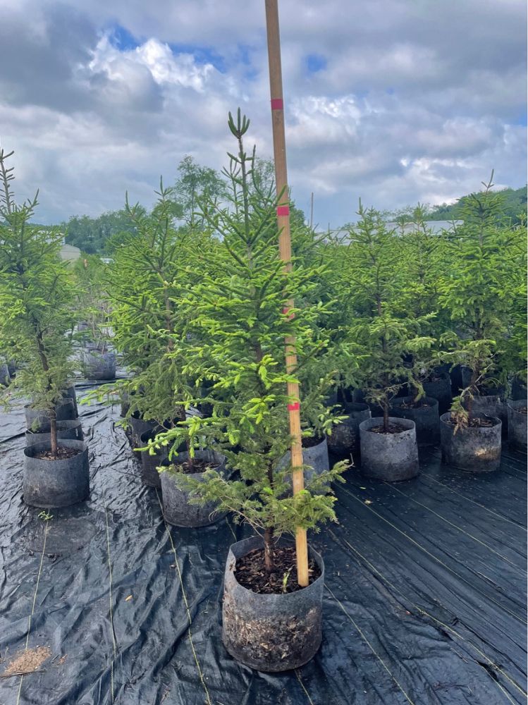 picea-rubens-red-spruce