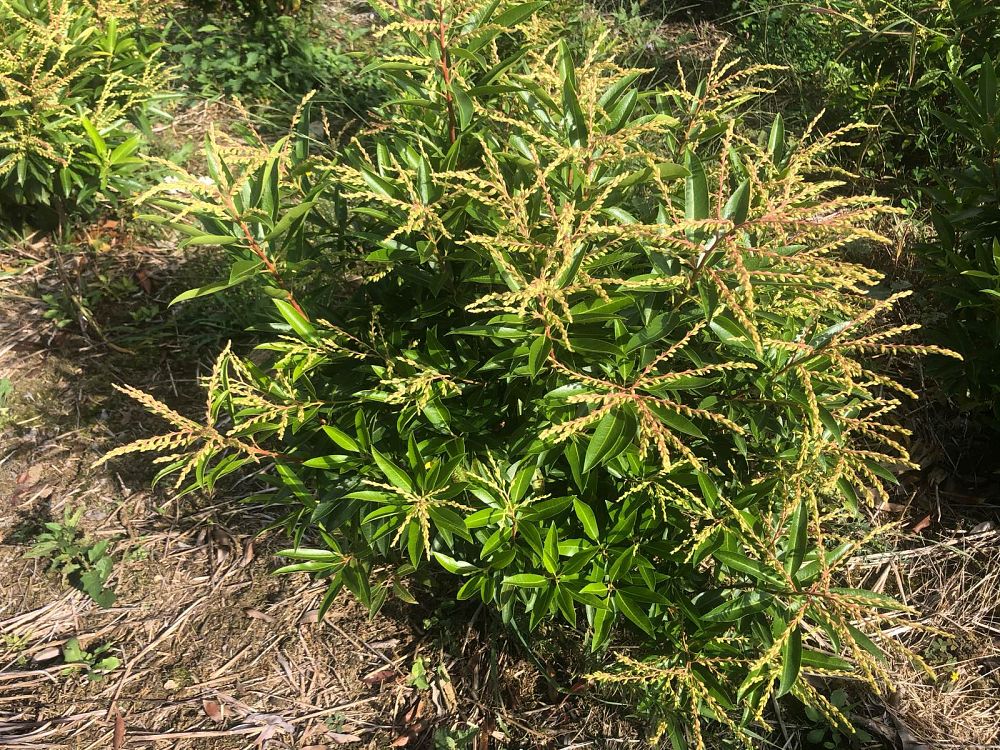 pieris-japonica-brouwer-s-beauty-brouwer-s-beauty-lily-of-the-valley-shrub