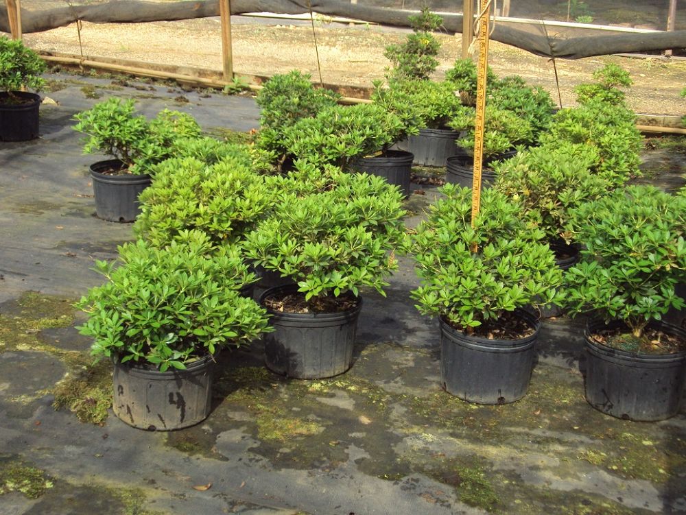 pieris-japonica-cavatine-lily-of-the-valley-japanese-andromeda