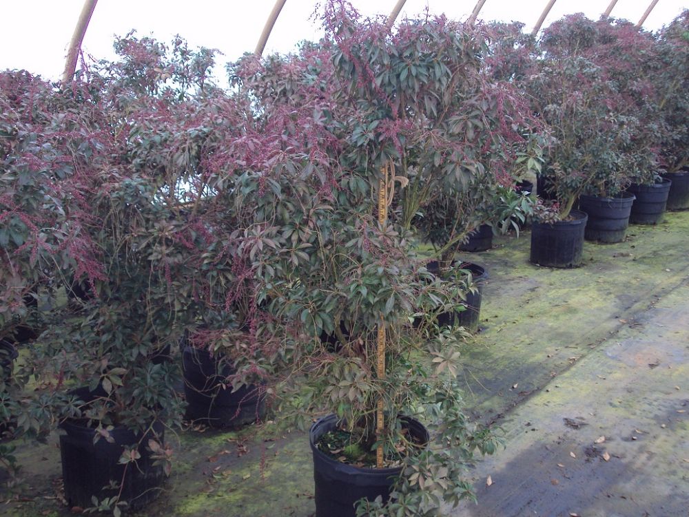 pieris-japonica-dorothy-wycoff-lily-of-the-valley-japanese-andromeda