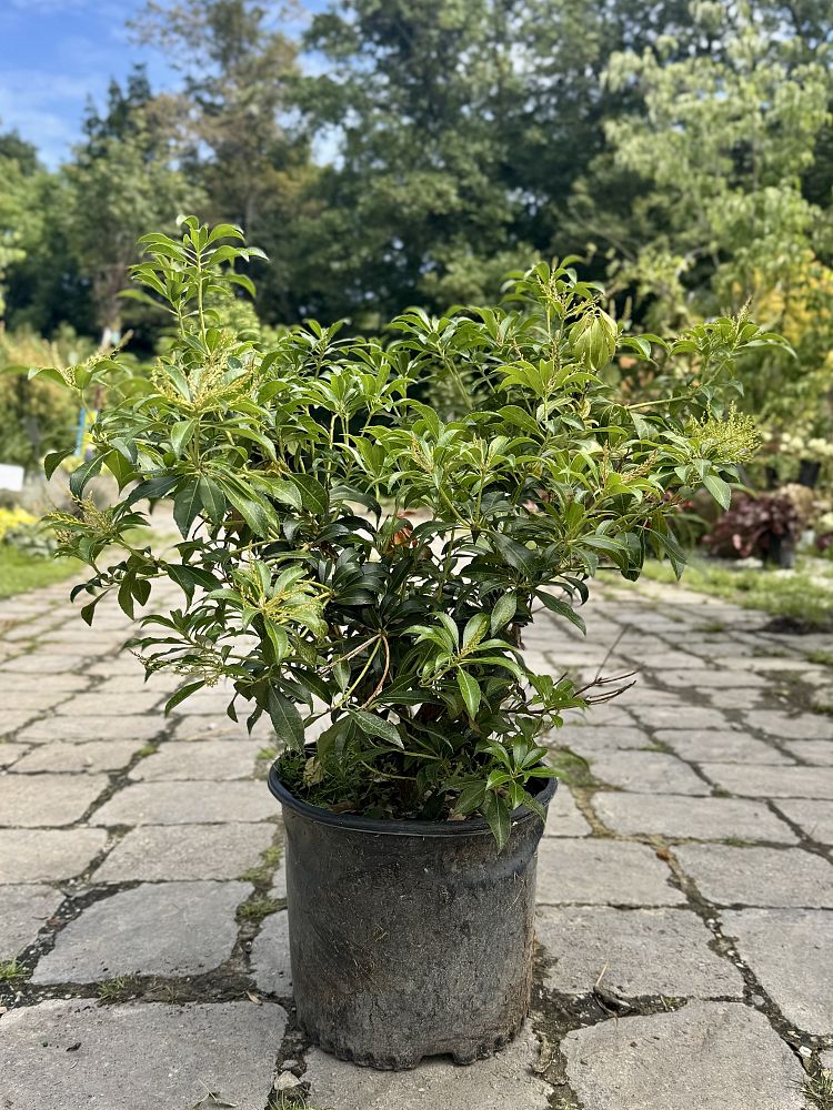 pieris-japonica-dorothy-wycoff-lily-of-the-valley-japanese-andromeda