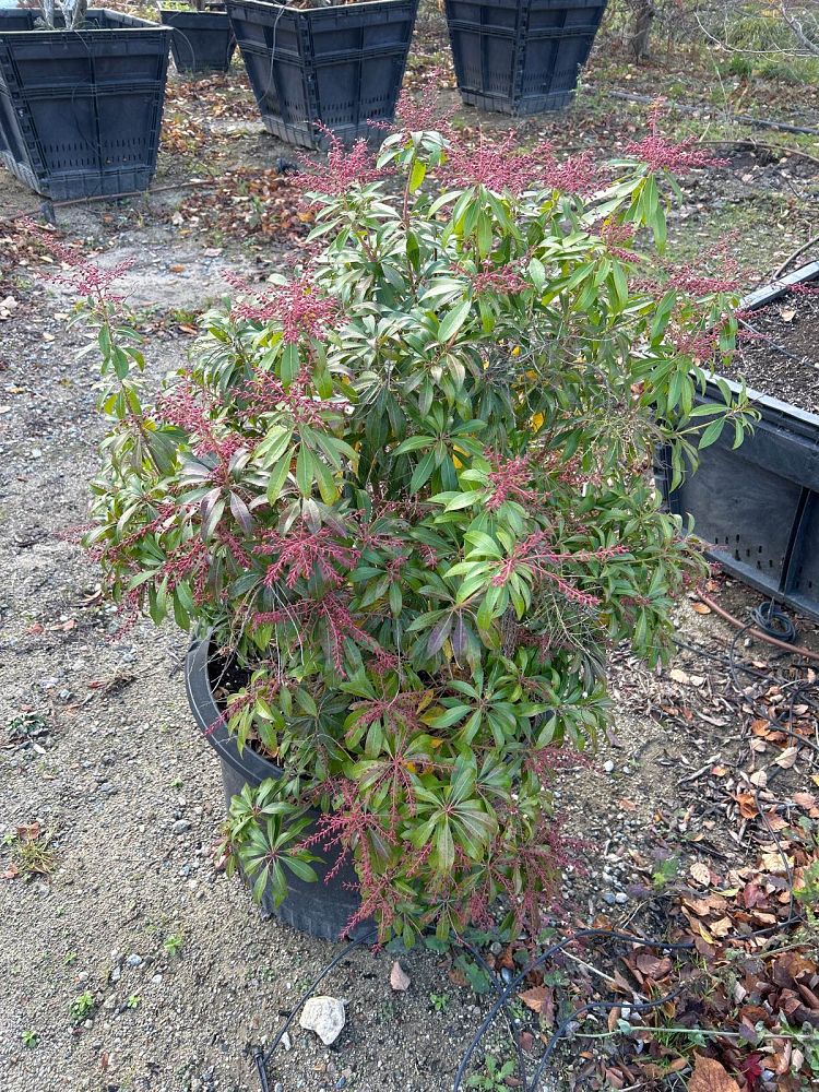 pieris-japonica-red-mill-lily-of-the-valley-japanese-andromeda