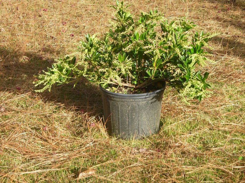 pieris-japonica-temple-bells-lily-of-the-valley-japanese-andromeda