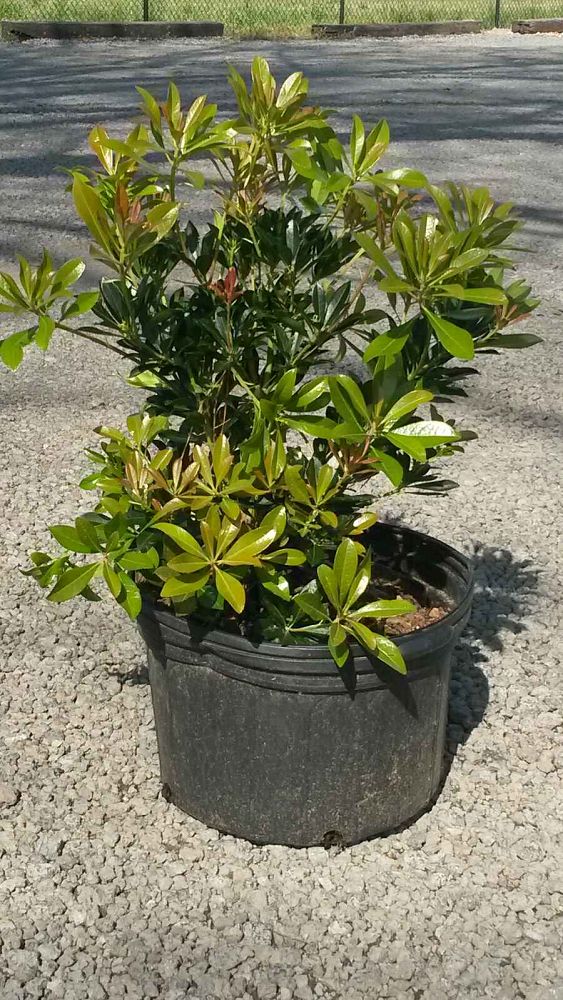 pieris