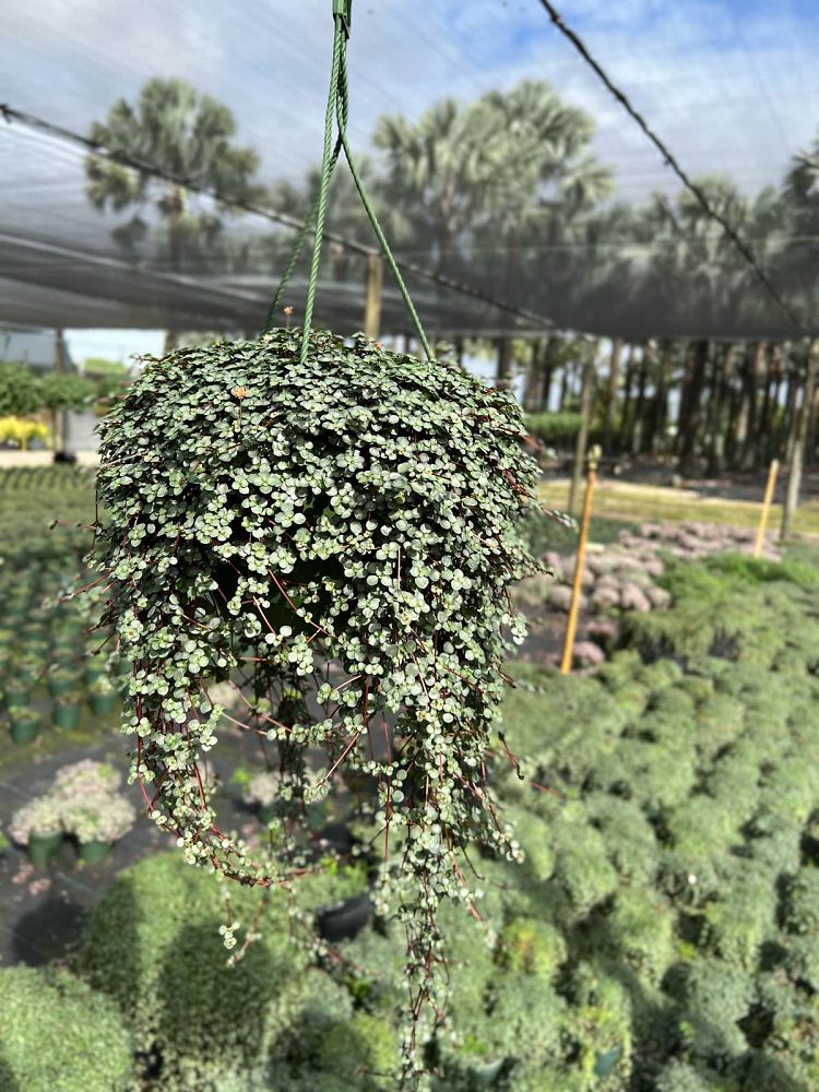 pilea-depressa-baby-tears