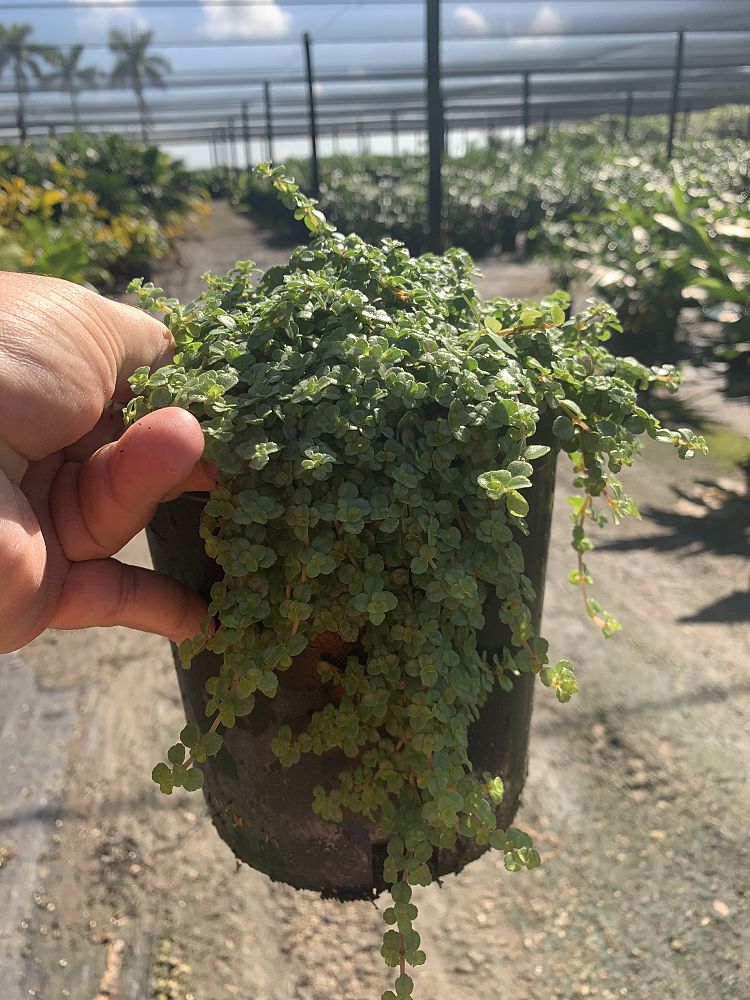 pilea-depressa-baby-tears