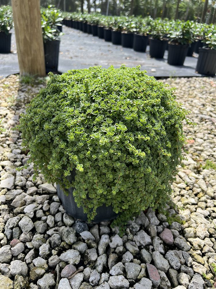 pilea-depressa-baby-tears