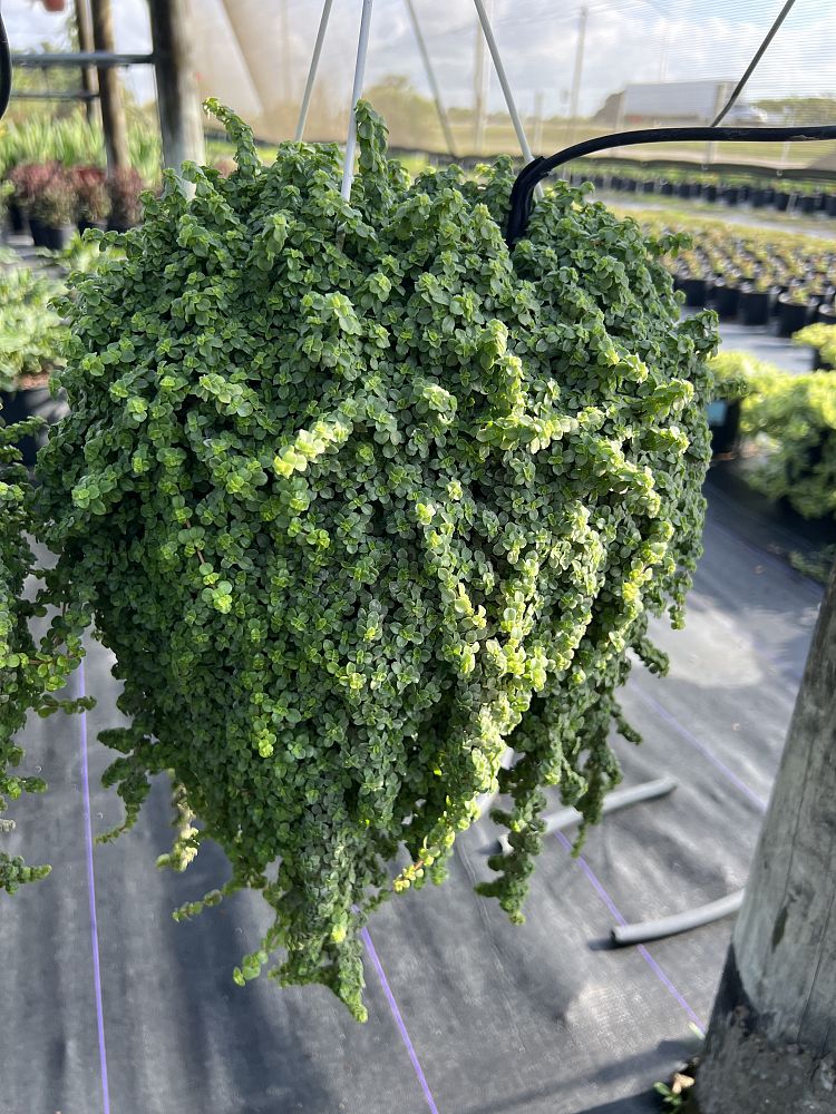 pilea-depressa-baby-tears