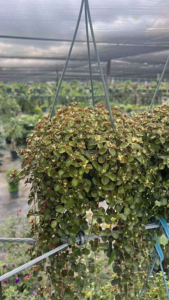 pilea-depressa-baby-tears