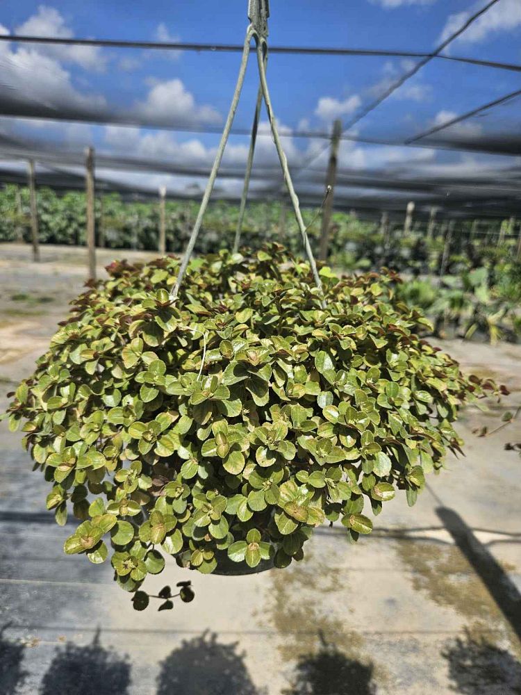pilea-depressa-baby-tears
