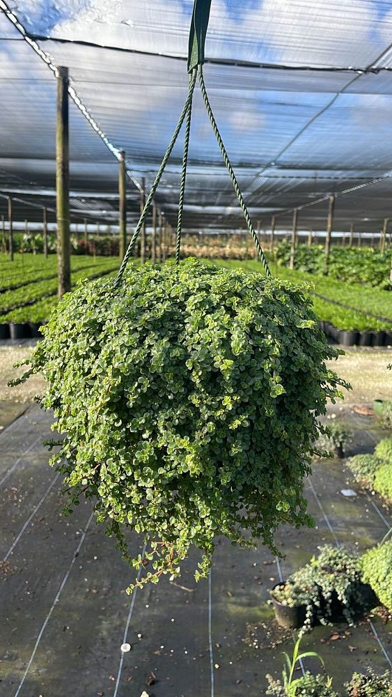 pilea-depressa-baby-tears