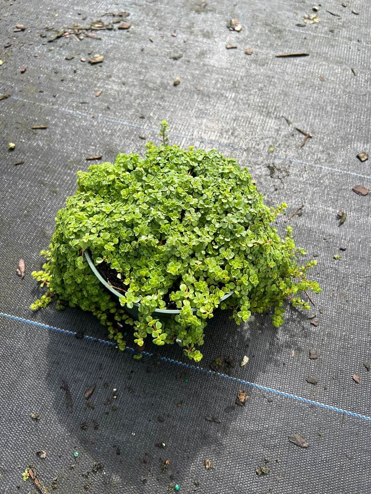 pilea-depressa-baby-tears