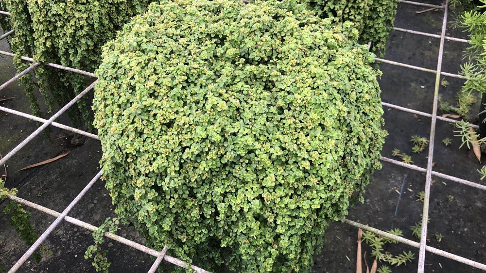 pilea-depressa