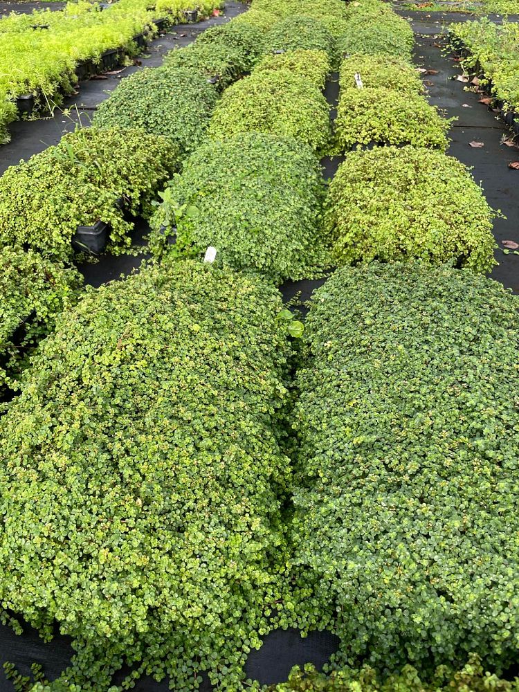 pilea-depressa