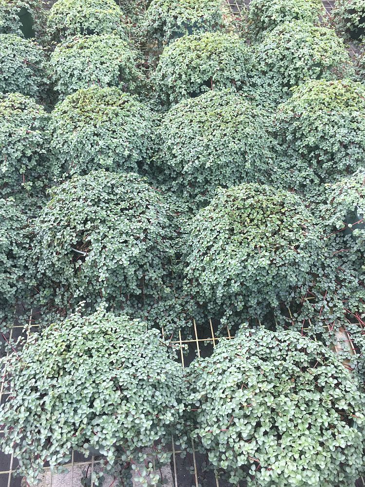 pilea-glauca