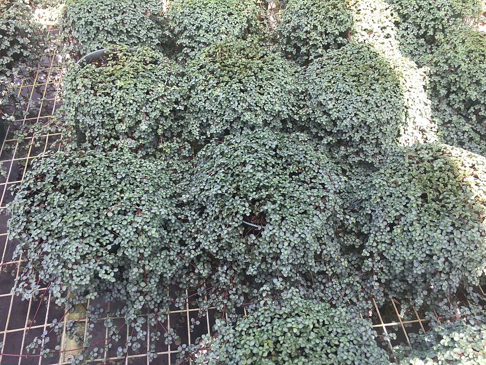 pilea-glauca