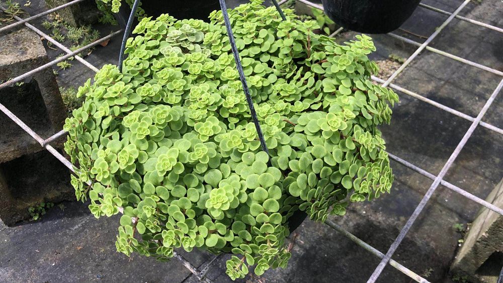 pilea-glauca