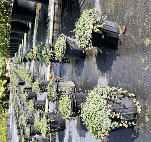 pilea-glauca