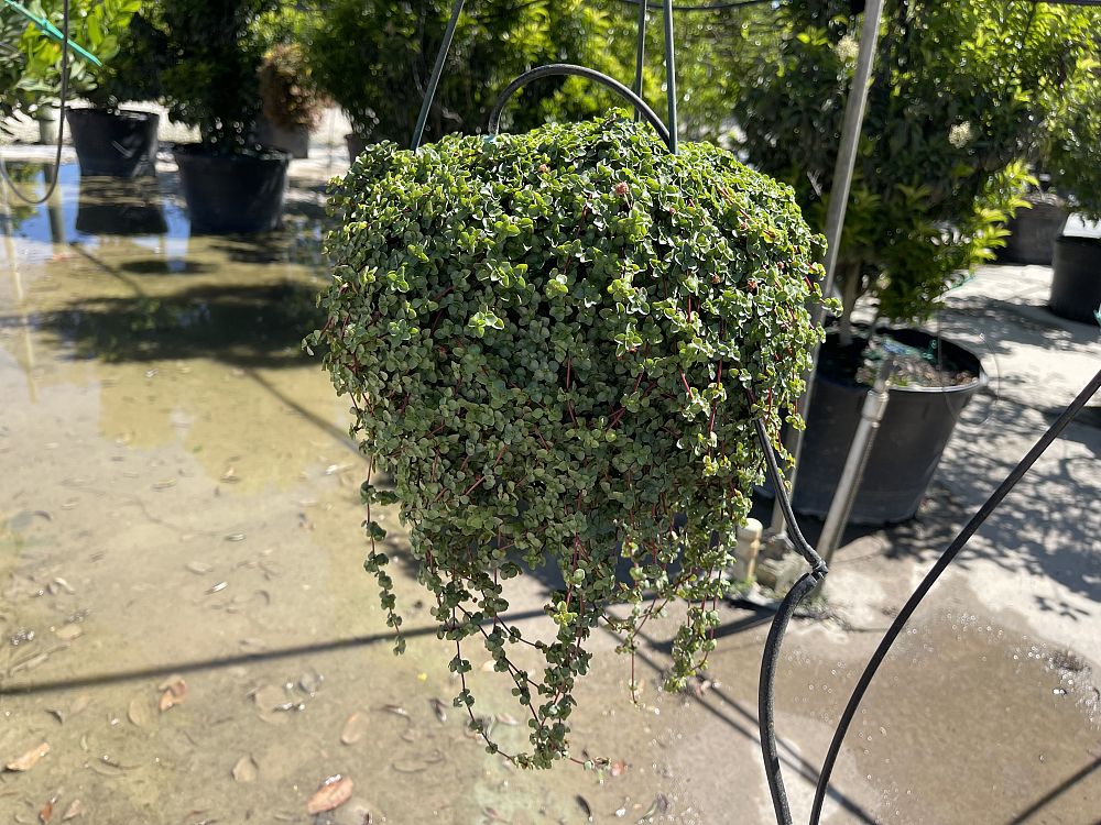 pilea-glauca