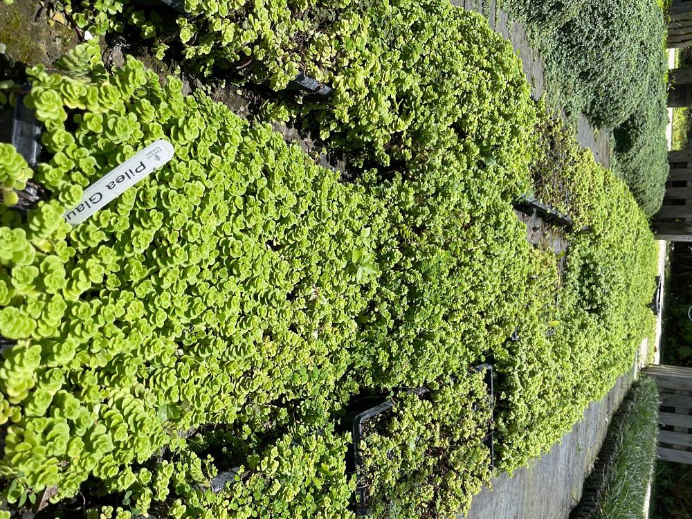 pilea-glauca