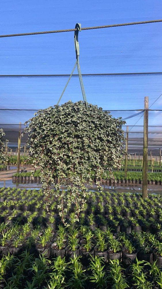 pilea-glauca