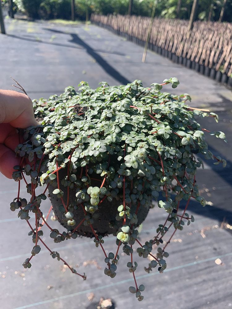 pilea-glauca